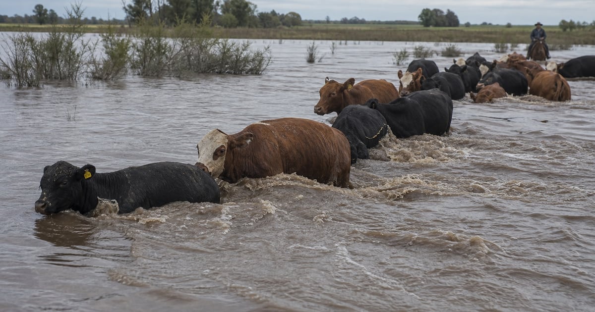 La bajante de oferta ganadera enciende una señal de alerta sobre el precio de la carne en la Argentina