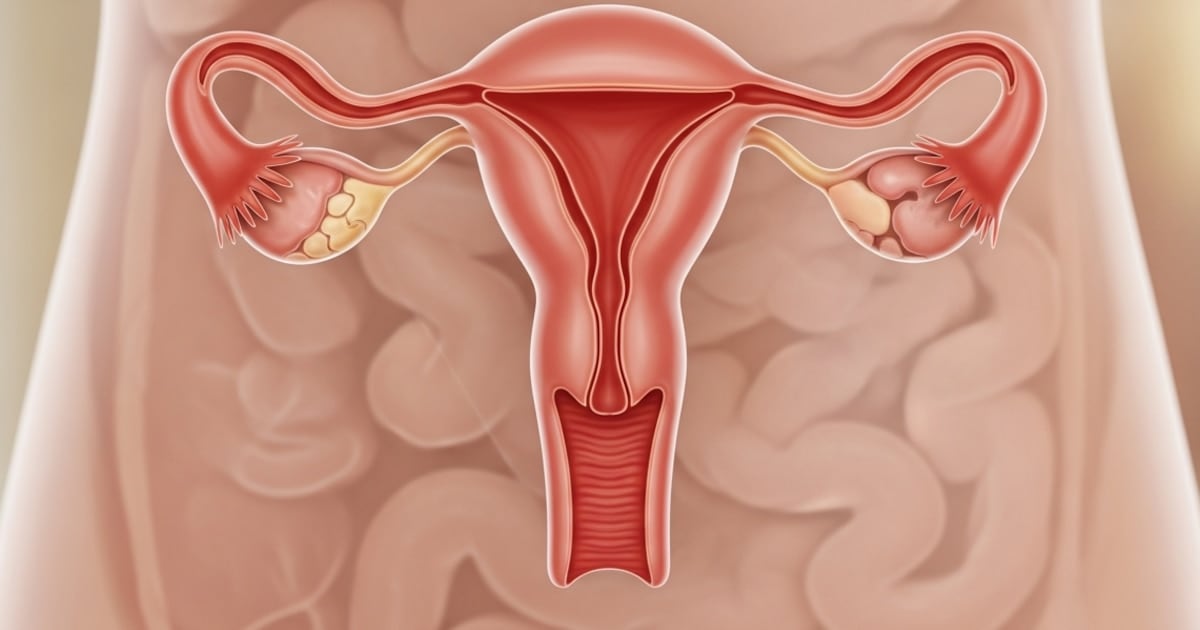 El ovario no se apaga: una década después de la menopausia sigue trabajando en silencio